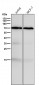 Anti-GAD67 GAD1 Rabbit Monoclonal Antibody